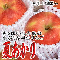 夏あかり 夏明 長野県産りんご
