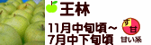 王林 長野県産りんご