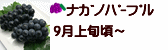 ナガノパープル 長野県産ぶどう