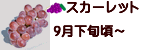 スカーレット 長野県産ぶどう