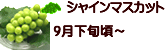 シャインマスカット 長野県産ぶどう