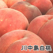 長野県産桃 川中島白桃
