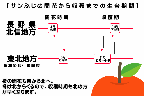 サンふじの開花から収穫まで