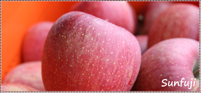 サンふじ 信州 長野県産 りんご 送料無料| トミおじさんのりんご