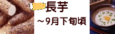 長芋 長野県産