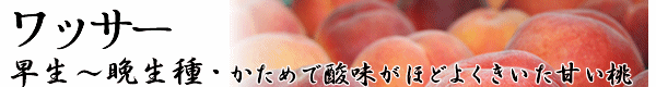 長野県産桃「ワッサー」のお取り寄せは「トミおじさんのりんご」へ。ご希望いただければ熨斗・ギフト包装・メッセージカードを無料でお付けします。