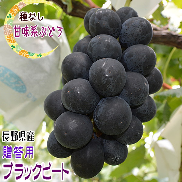 ブラックビートイメージ1