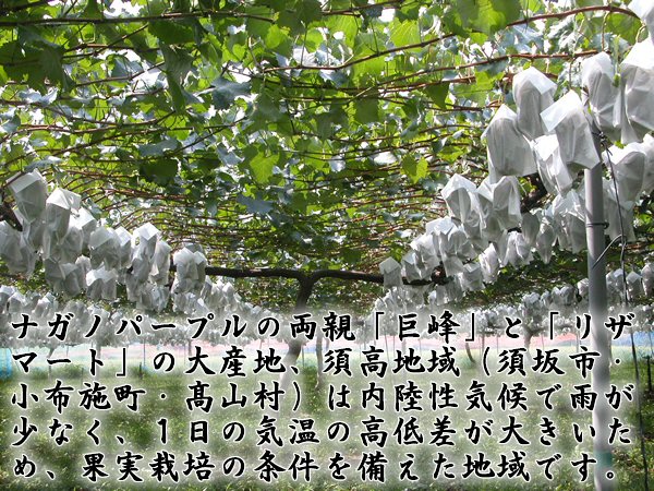 須高地域（須坂市・小布施町・高山村）は内陸性気候で雨が少なく、１日の気温の高低差が大きいため、美味しい果実を栽培する条件を備えた地域です。