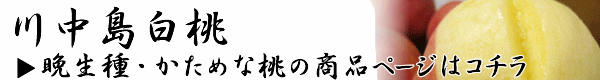 長野県産桃 川中島白桃 8月中下旬の桃。ジューシーで濃厚な甘さの桃