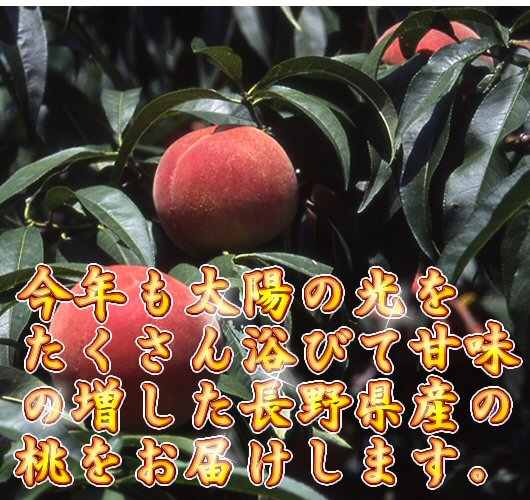 桃の樹画像